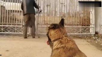 变成人的狗狗视频,一场跨越物种的奇幻之旅